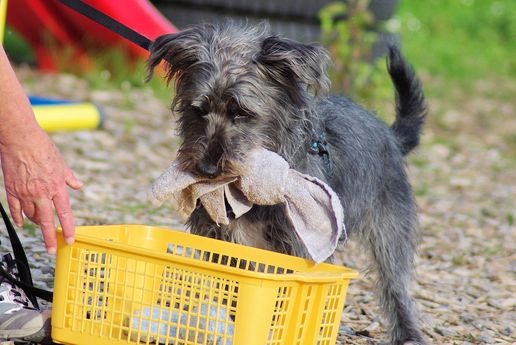 Ein grauer Hund in der Bunten Stunde der PetStyle Hundeschule in Grenzach-Wyhlen. Deine gute Hundeschule in der Nähe von Rheinfelden, schopfheim und Weil am Rhein