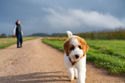 Hund Kathe mit seiner Besitzerin und einem ausgebildeten Hundetrainer der PetStyle Hundeschule in Grenzach-Wyhlen in der Nähe von Rheinfelden beim Einzeltraining.