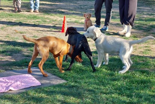Welpen beim Freispiel in der Welpenschule von der PetStyle Hundeschule in Grenzach-Wyhlen. Die gute Hundeschule in der Nähe.